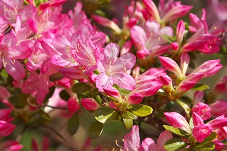 Flowers Istock